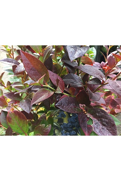 Лохина Елізабет осінь